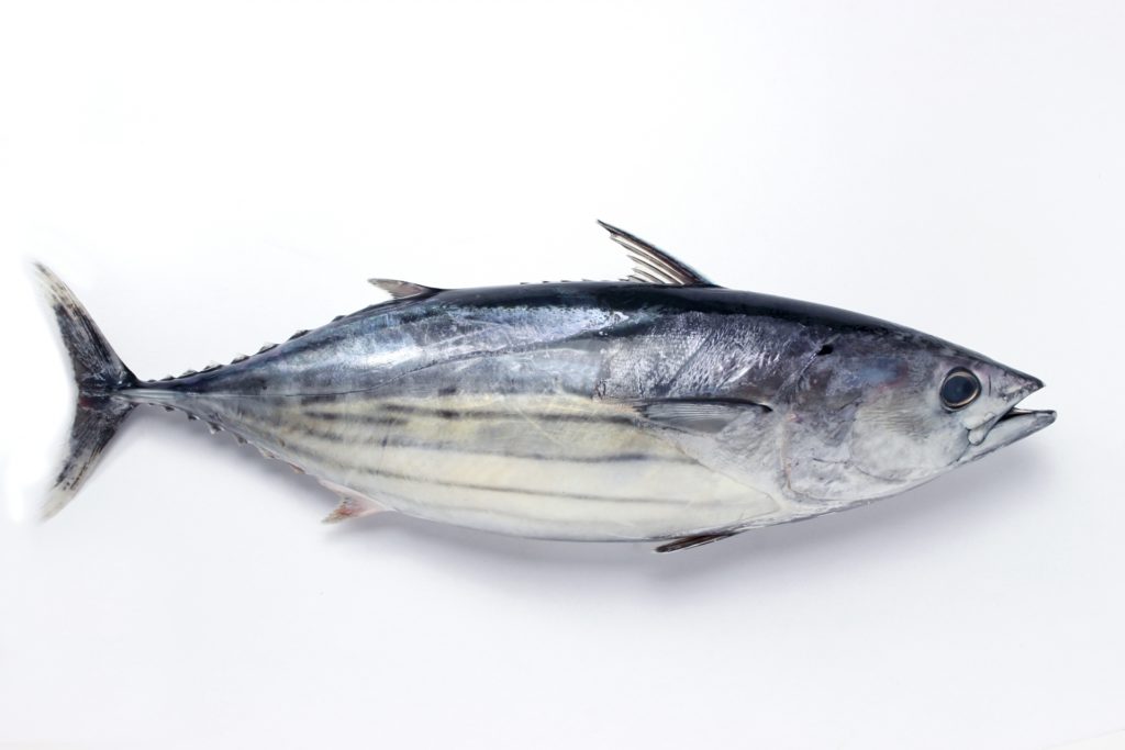 Katsuo the Skipjack Tuna Gochiso History