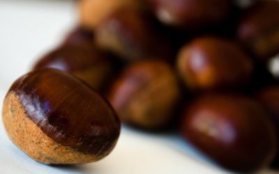 Kuri: the Japanese Chestnut – Part 1